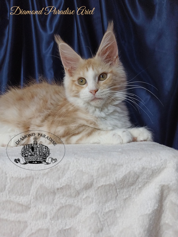 Diamond Paradise Ariel - Kitten maine-coon 4 months 1 week