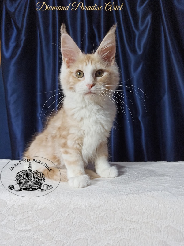 Diamond Paradise Ariel - Kitten maine-coon 4 months 1 week