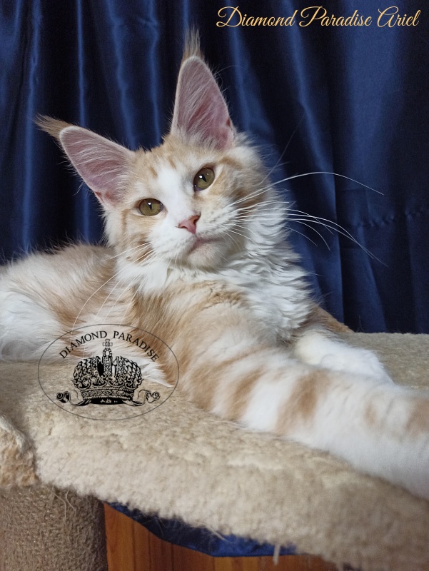 Diamond Paradise Ariel - Kitten maine-coon 5 months 3 weeks