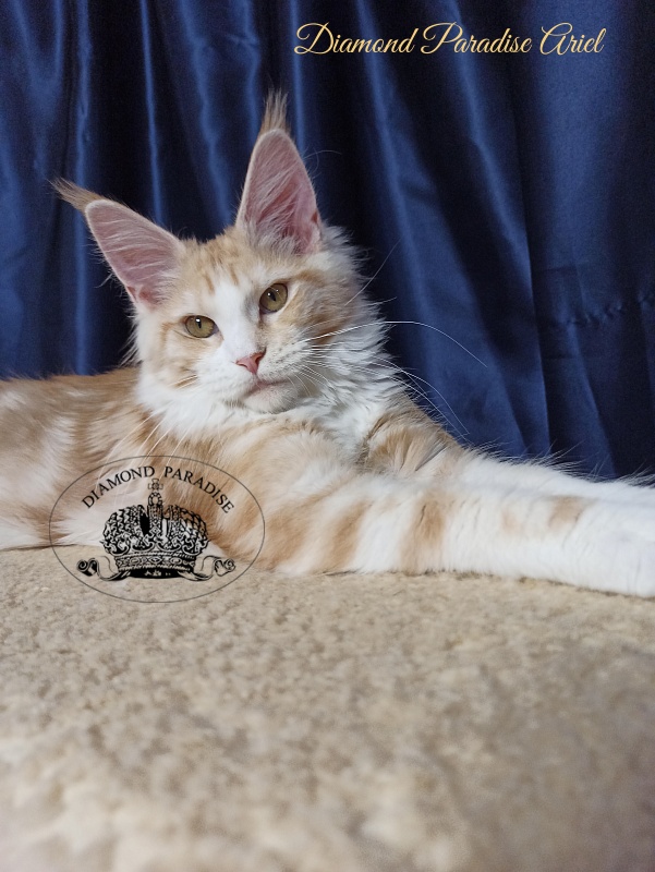 Diamond Paradise Ariel - Kitten maine-coon 5 months 3 weeks