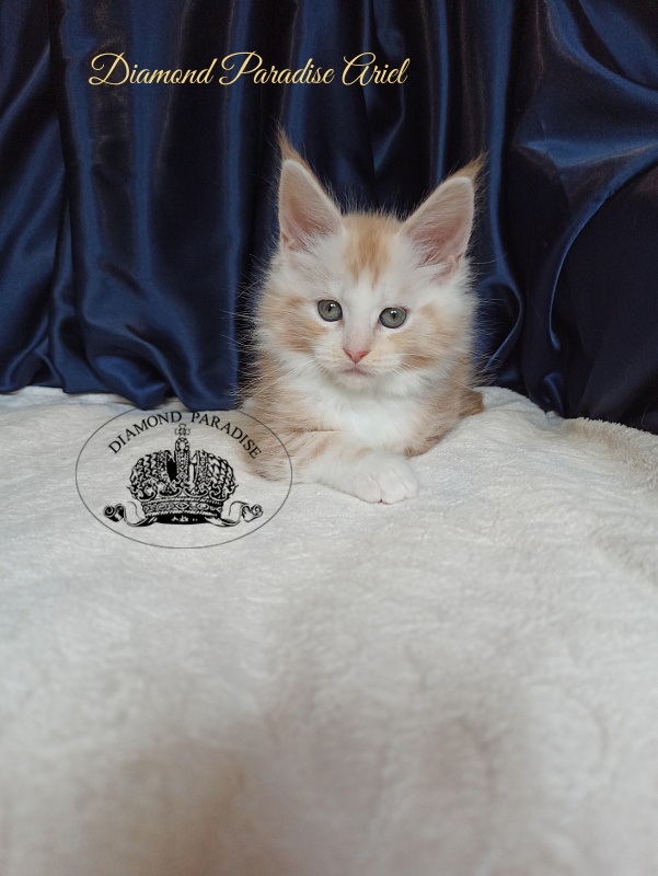 Diamond Paradise Ariel - Kitten maine-coon 1 month 4 weeks