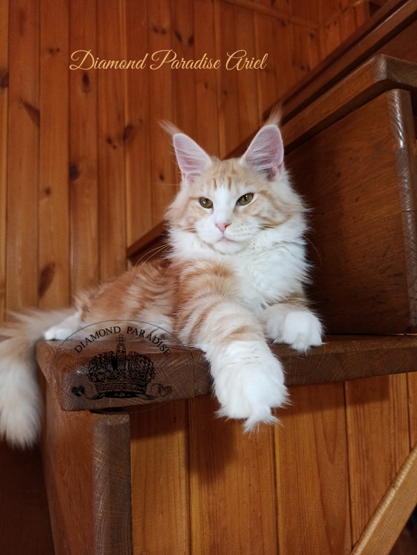 Diamond Paradise Ariel - Junior maine-coon 7 months 4 weeks