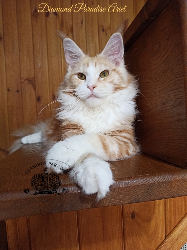 Diamond Paradise Ariel - Junior maine-coon 7 months 4 weeks