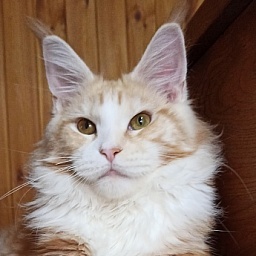 Diamond Paradise Ariel