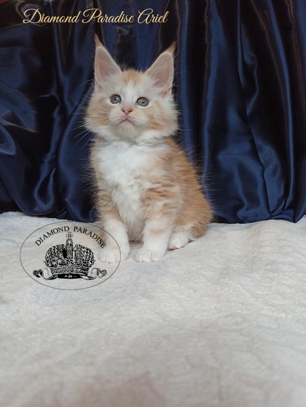 Diamond Paradise Ariel - Kitten maine-coon 1 month 4 weeks
