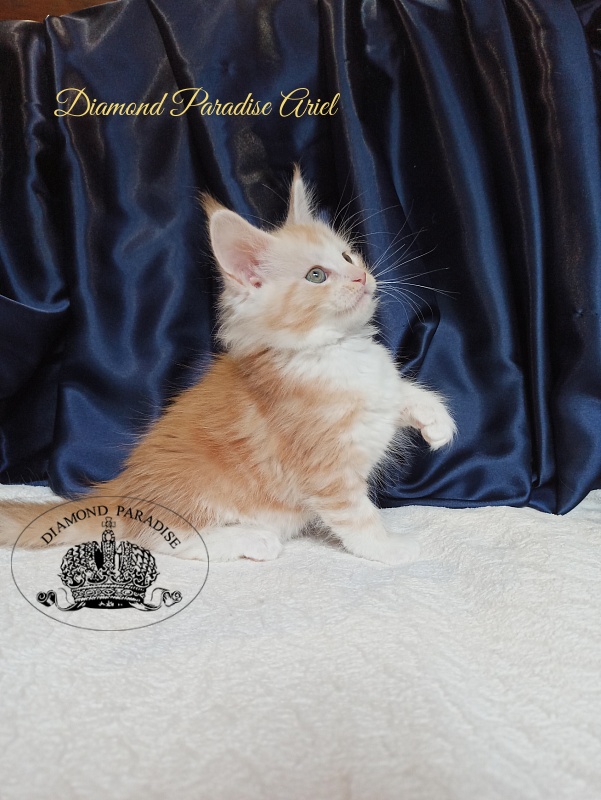 Diamond Paradise Ariel - Kitten maine-coon 1 month 4 weeks