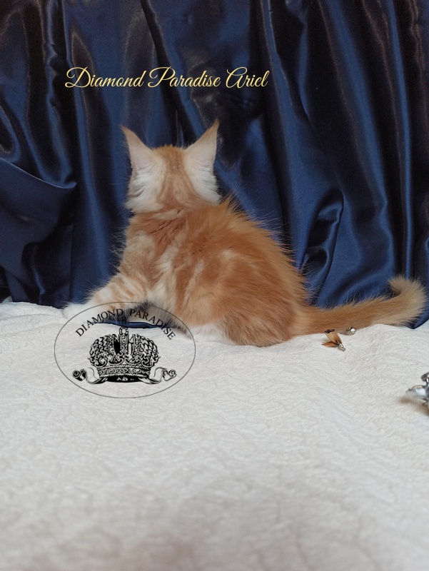 Diamond Paradise Ariel - Kitten maine-coon 1 month 4 weeks