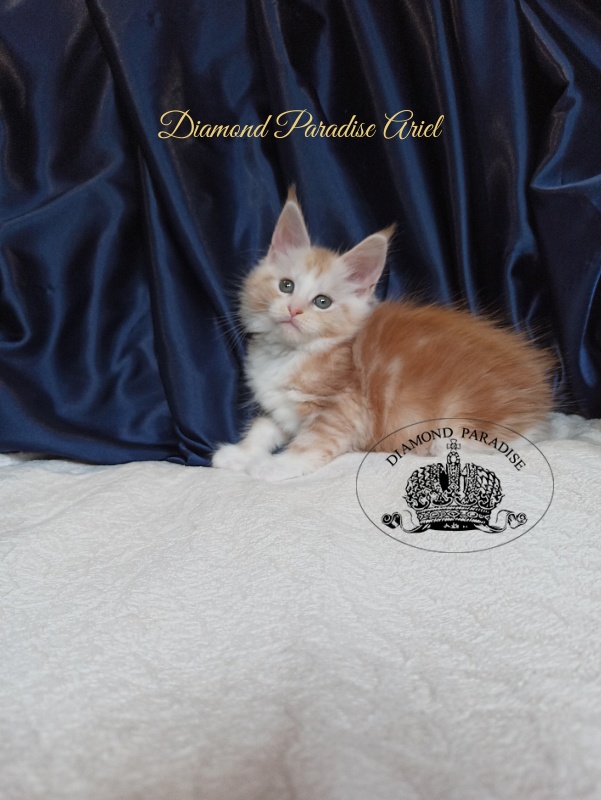Diamond Paradise Ariel - Kitten maine-coon 1 month 4 weeks
