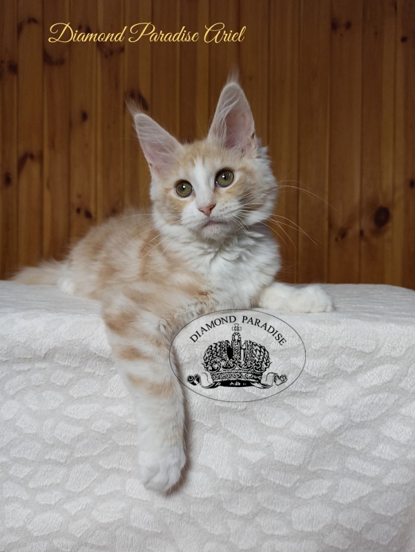 Diamond Paradise Ariel - Kitten maine-coon 3 months 3 weeks