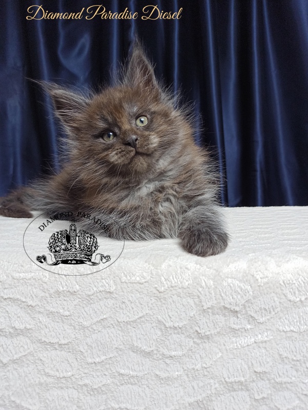 Diamond Paradise Diesel - Кошеня мейн-кун 1 місяць 3,5 тижні