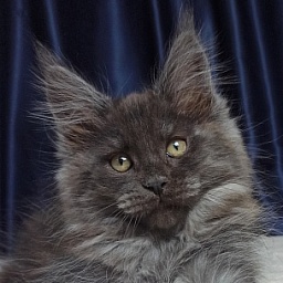 Diamond Paradise Diesel