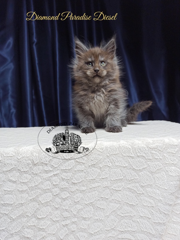 Diamond Paradise Diesel - Кошеня мейн-кун 1 місяць 3,5 тижні