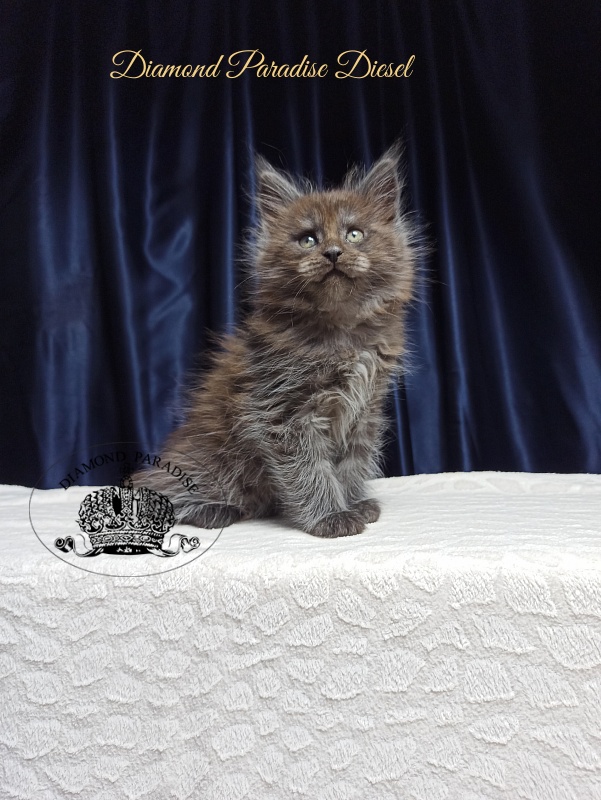 Diamond Paradise Diesel - Кошеня мейн-кун 1 місяць 3,5 тижні