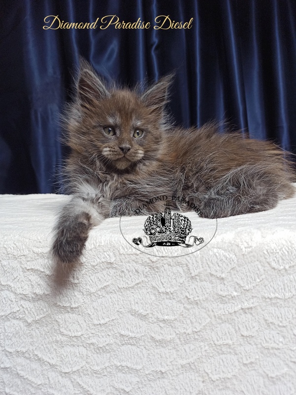 Diamond Paradise Diesel - Кошеня мейн-кун 1 місяць 3,5 тижні