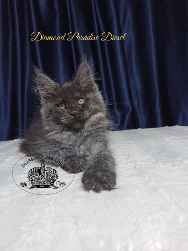 Diamond Paradise Diesel - Кошеня мейн-кун 2 місяця 3 тижні