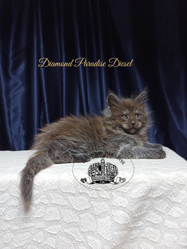 Diamond Paradise Diesel - Кошеня мейн-кун 1 місяць 3,5 тижні