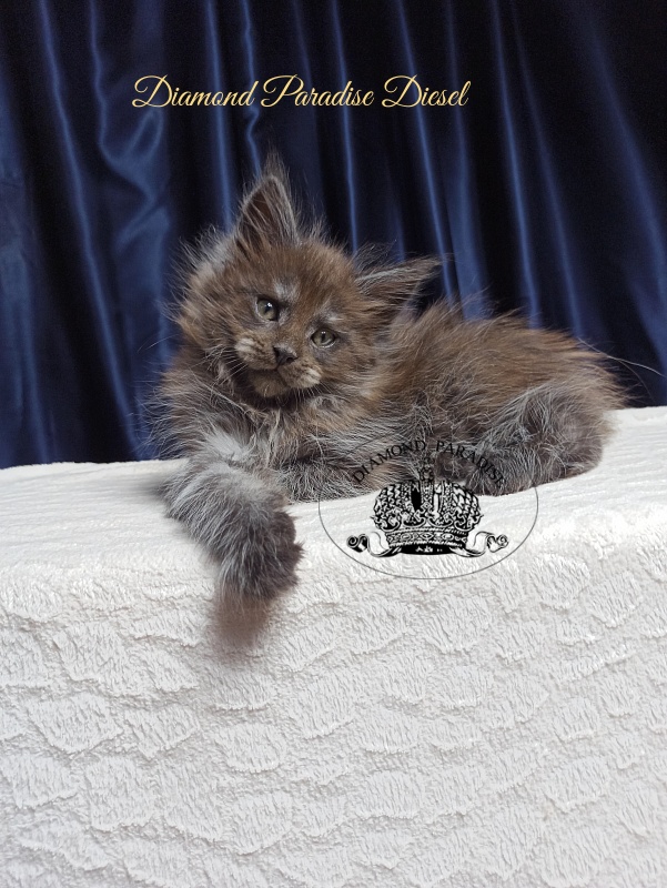 Diamond Paradise Diesel - Кошеня мейн-кун 1 місяць 3,5 тижні