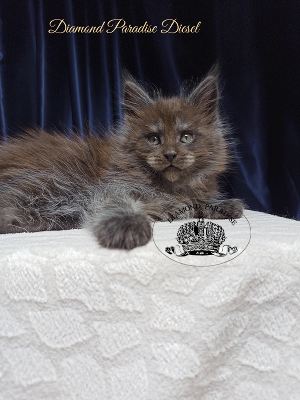 Diamond Paradise Diesel - Кошеня мейн-кун 1 місяць 3,5 тижні