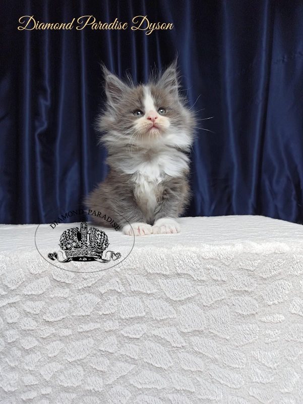 Diamond Paradise Dyson - Kitten maine-coon 1 month 3.5 weeks