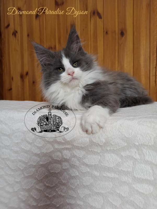 Diamond Paradise Dyson - Kitten maine-coon 2 months 4 weeks