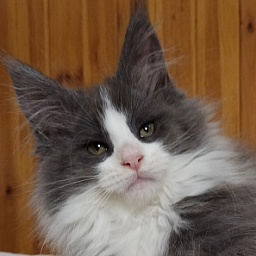 Diamond Paradise Dyson