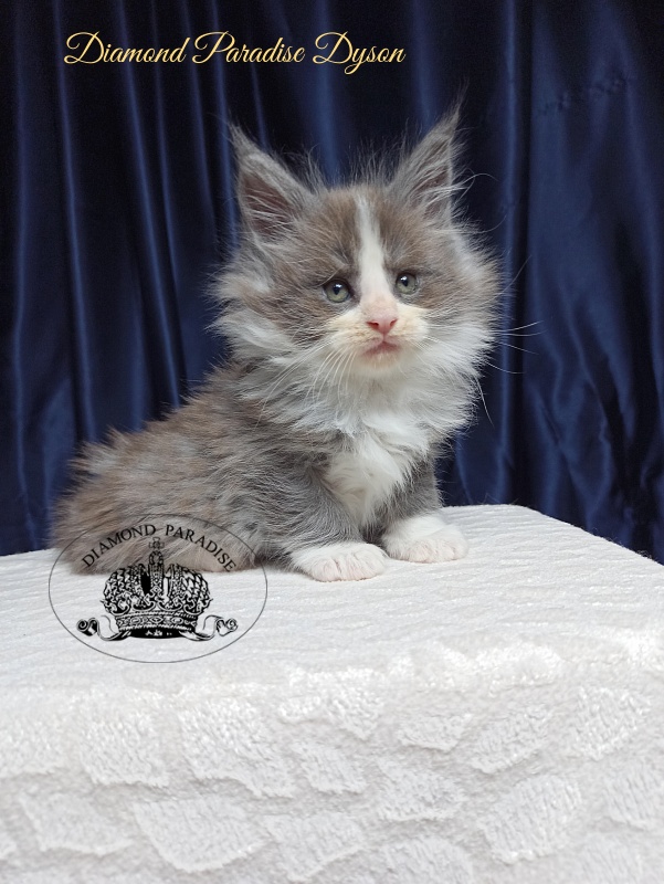 Diamond Paradise Dyson - Kitten maine-coon 1 month 3.5 weeks