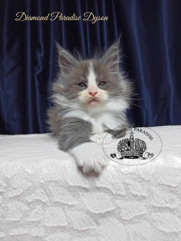 Diamond Paradise Dyson - Kitten maine-coon 1 month 3.5 weeks