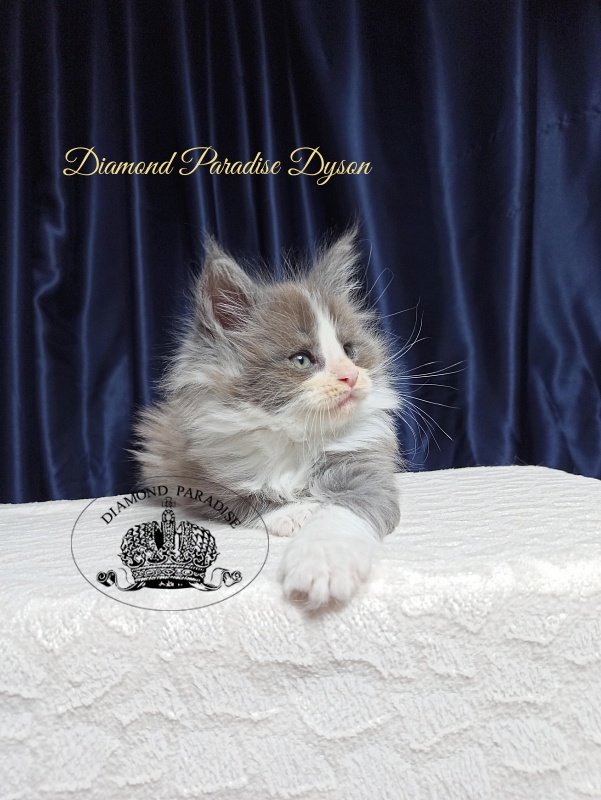 Diamond Paradise Dyson - Kitten maine-coon 1 month 3.5 weeks