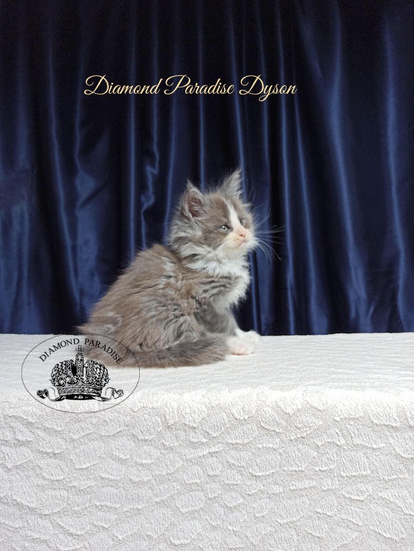 Diamond Paradise Dyson - Kitten maine-coon 1 month 3.5 weeks
