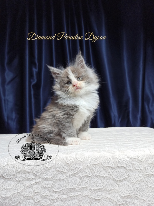 Diamond Paradise Dyson - Kitten maine-coon 1 month 3.5 weeks