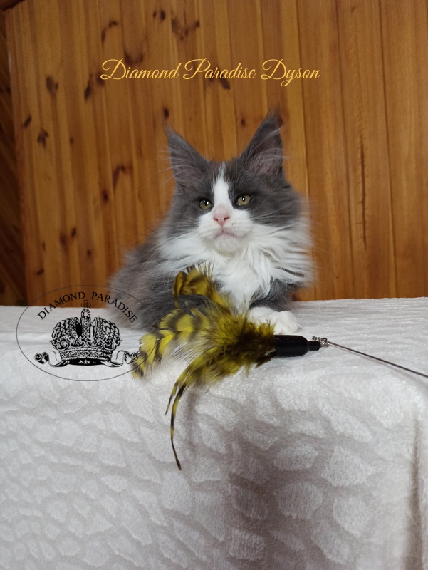 Diamond Paradise Dyson - Kitten maine-coon 2 months 4 weeks