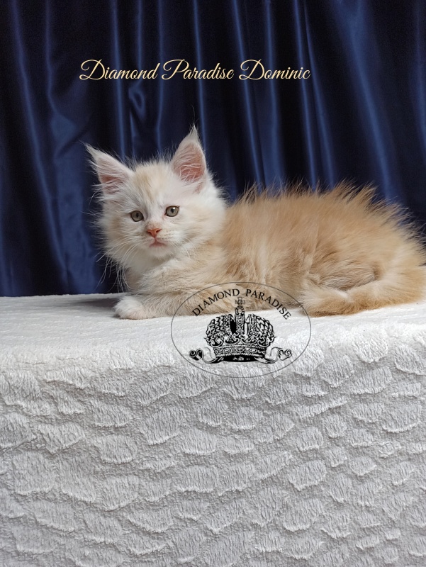 Diamond Paradise Dominic - Кошеня мейн-кун 1 місяць 3,5 тижні
