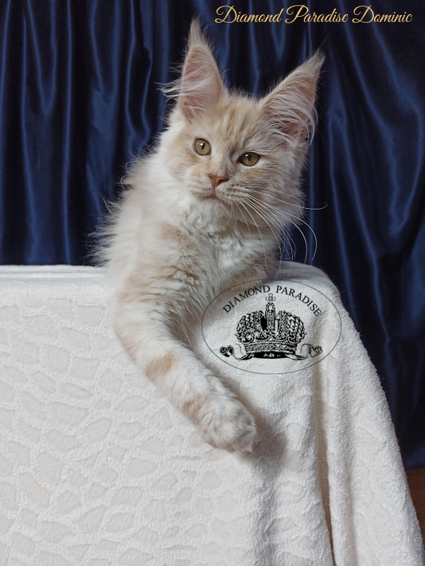 Diamond Paradise Dominic - Кошеня мейн-кун 3 місяця 3,5 тижні