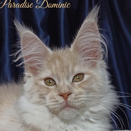 Diamond Paradise Dominic