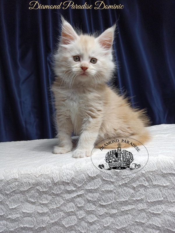 Diamond Paradise Dominic - Кошеня мейн-кун 1 місяць 3,5 тижні