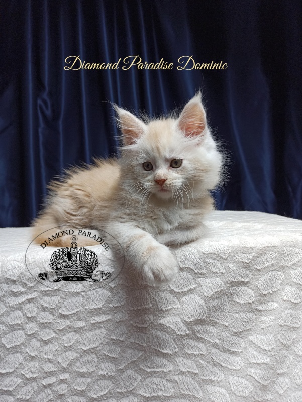 Diamond Paradise Dominic - Кошеня мейн-кун 1 місяць 3,5 тижні