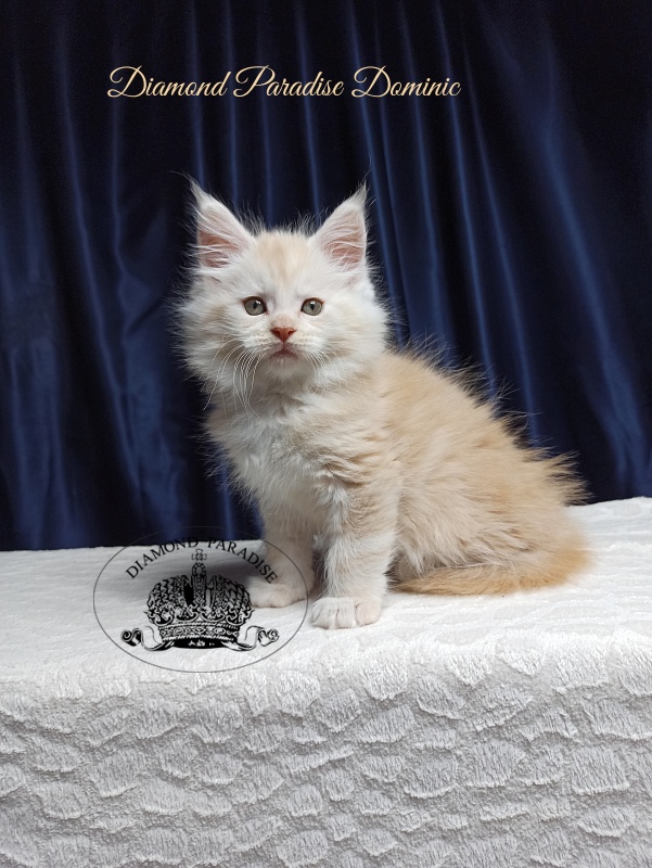 Diamond Paradise Dominic - Кошеня мейн-кун 1 місяць 3,5 тижні