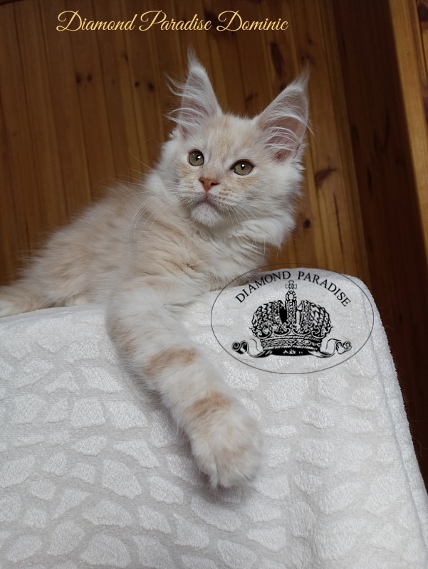 Diamond Paradise Dominic - Кошеня мейн-кун 2 місяця 4 тижні