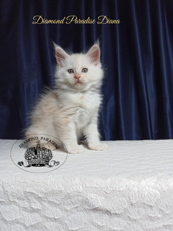 Diamond Paradise Diana - Kitten maine-coon 1 month 3.5 weeks