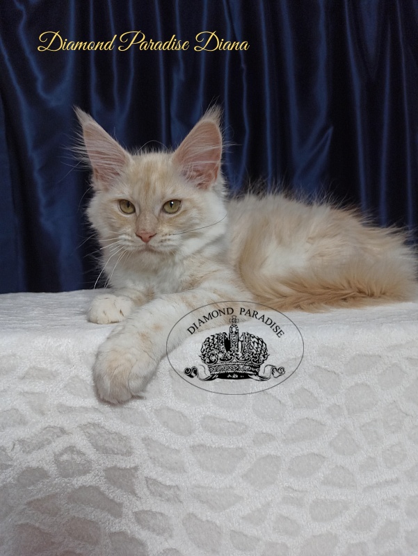 Diamond Paradise Diana - Kitten maine-coon 3 months 3.5 weeks