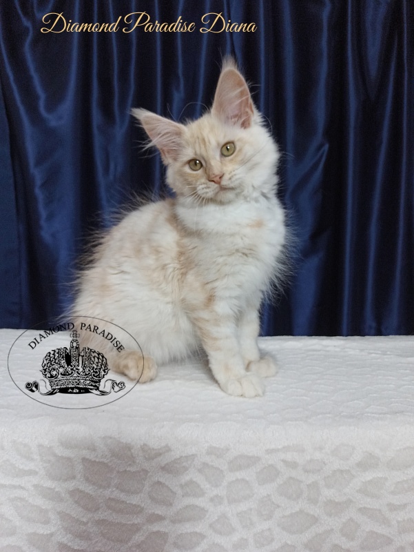 Diamond Paradise Diana - Kitten maine-coon 3 months 3.5 weeks