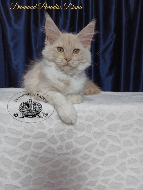 Diamond Paradise Diana - Kitten maine-coon 3 months 3.5 weeks