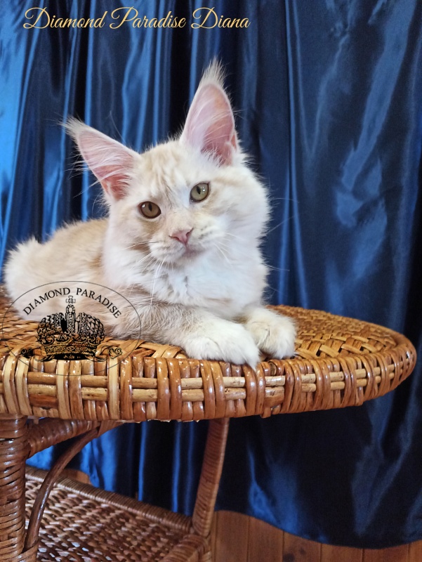Diamond Paradise Diana - Kitten maine-coon 5 months 1.5 week