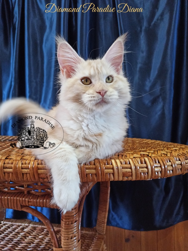 Diamond Paradise Diana - Kitten maine-coon 5 months 1.5 week