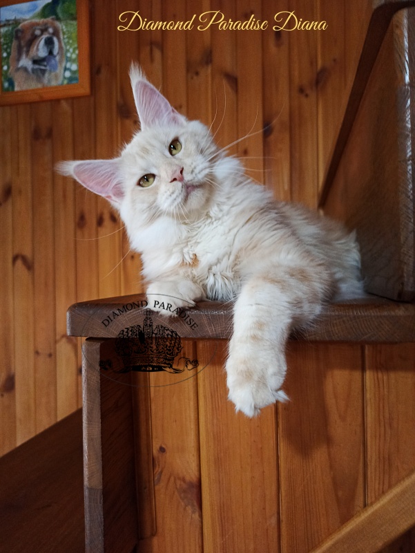 Diamond Paradise Diana - Junior maine-coon 7 months 2 weeks