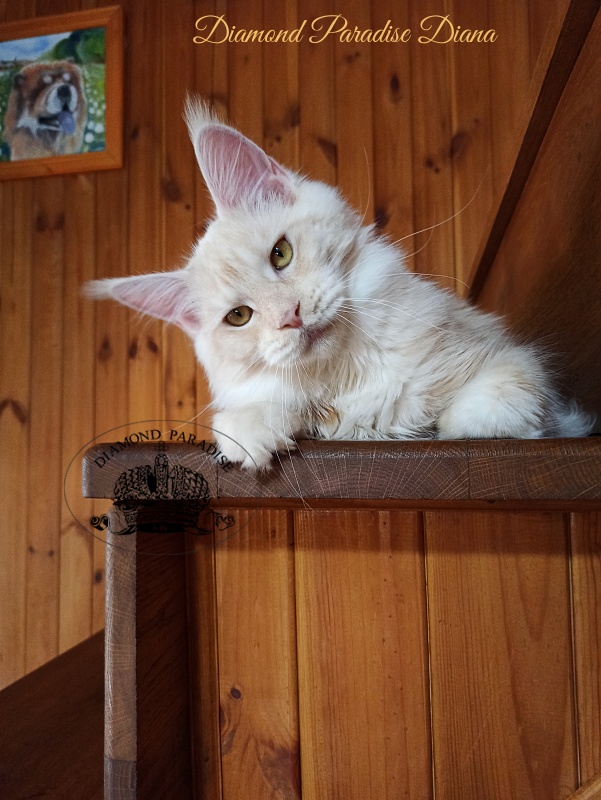 Diamond Paradise Diana - Junior maine-coon 7 months 2 weeks