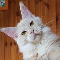 Diamond Paradise Diana