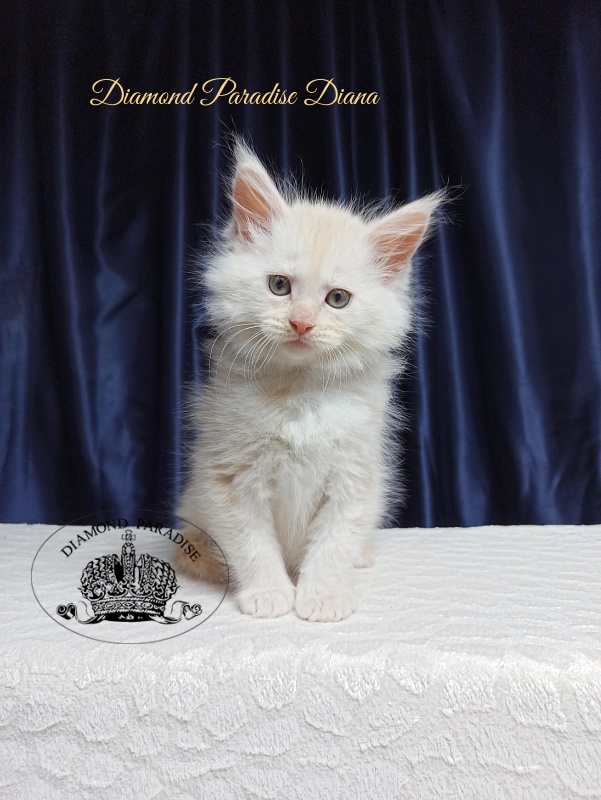 Diamond Paradise Diana - Kitten maine-coon 1 month 3.5 weeks