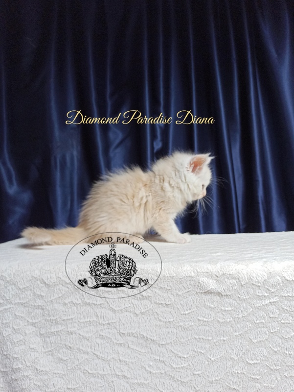 Diamond Paradise Diana - Kitten maine-coon 1 month 3.5 weeks