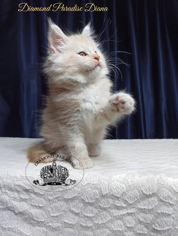 Diamond Paradise Diana - Kitten maine-coon 1 month 3.5 weeks